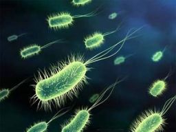 Палочковидная бактерия