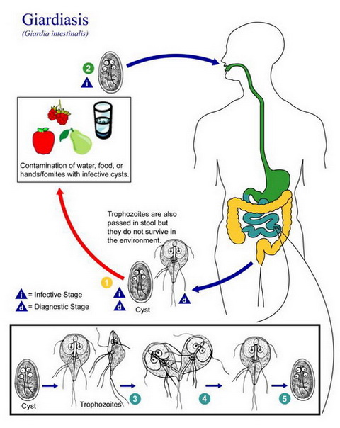 giardia lamblia