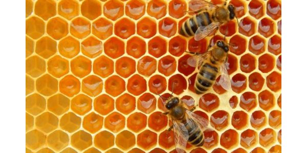 Бджільництво 