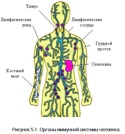 Імунна система