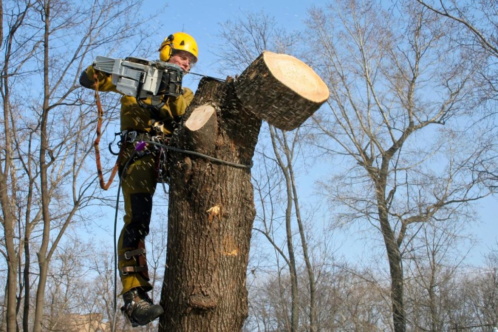 pruning trees