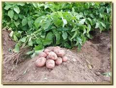 картофель как выращивать